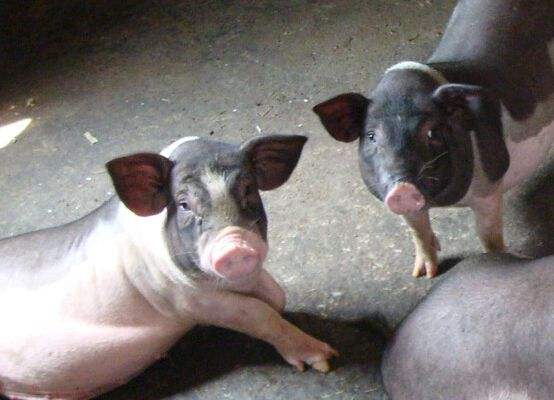 哪种类型的养殖栏舍适合安装电地暖？